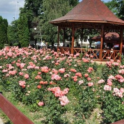  Parcul Trandafirilor Bacau