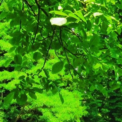  Gradina Botanica „Dimitrie Brandza” 