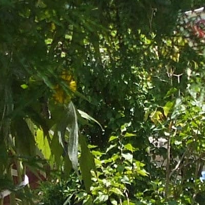 Restaurant Tara Luanei