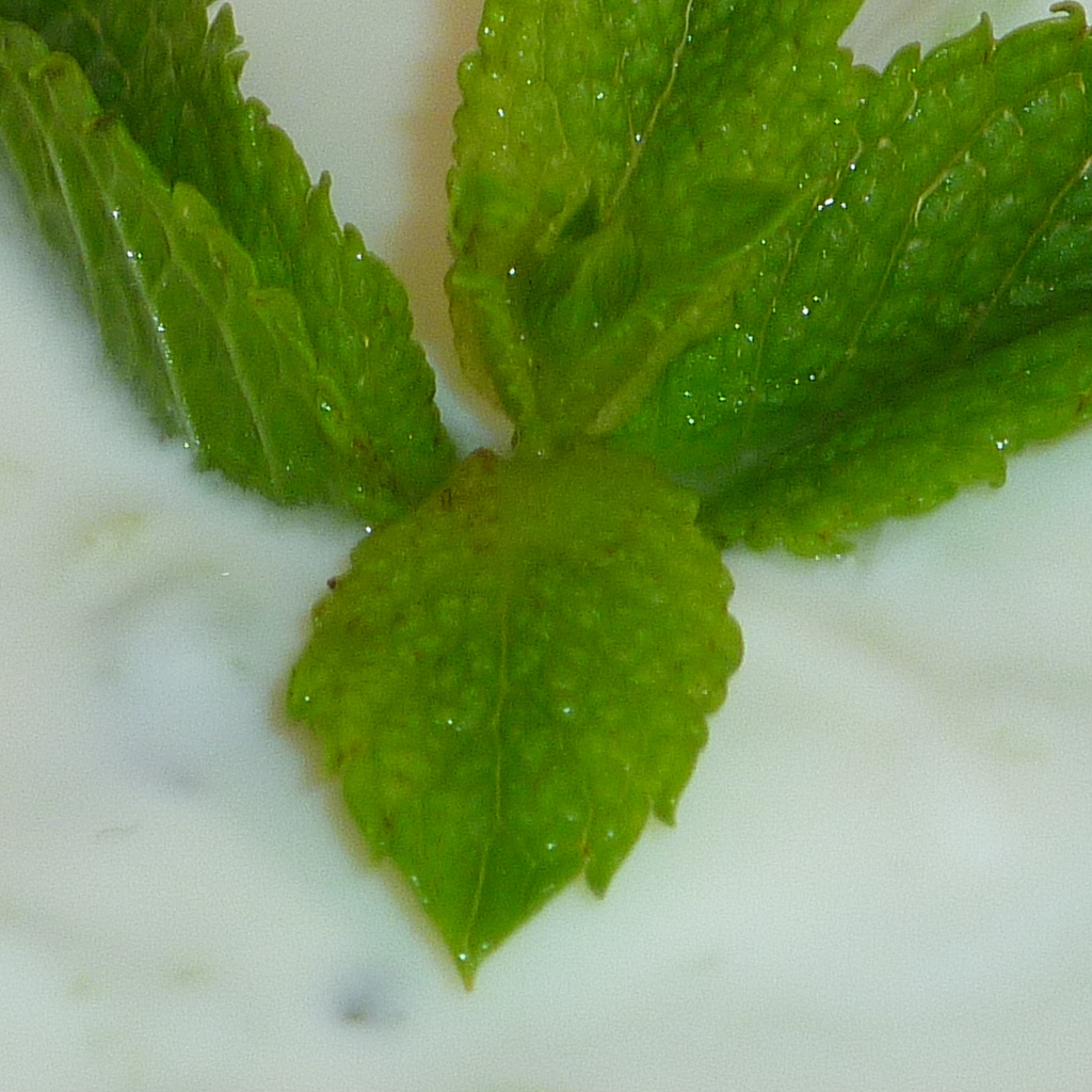 Imagini Restaurant Turcesc KervanSaray