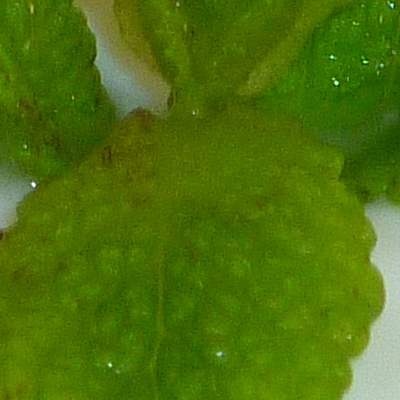 Restaurant Turcesc KervanSaray