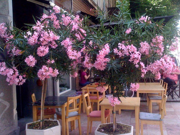 Imagini Restaurant Omnivores Dilemma