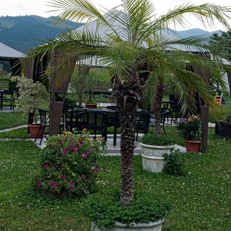 Imagini Restaurant Magic Garden