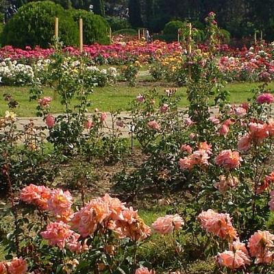  Gradina Botanica „Anastasie Fatu” 