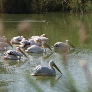  Microrezervatia Naturala Constanta 